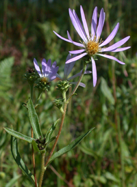 Eastern Showy Aster