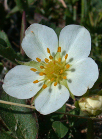 American Strawberry