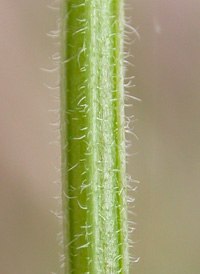 Hairy Bedstraw