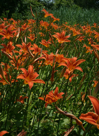 Orange Day-lily