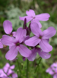 Dame's-violet