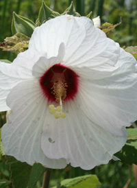 Swamp Rose Mallow