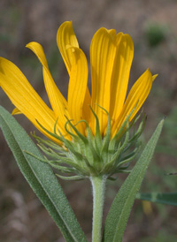 Maximilian's Sunflower