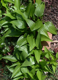 Narrow-leaved Plantain-lily
