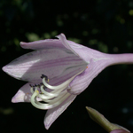 Narrow-leaved Plantain-lily