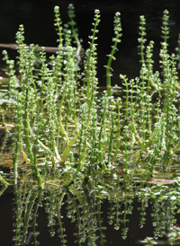 American Featherfoil