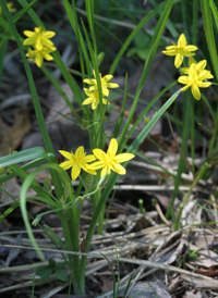 Yellow Star-grass