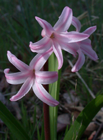 Common Hyacinth