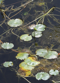 Floating Marsh Pennywort