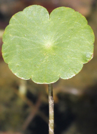 Floating Marsh Pennywort