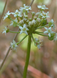 Umbellate Marsh Pennywort
