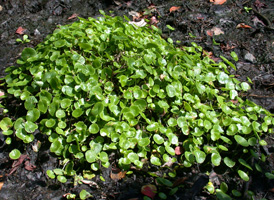 Verticillate Marsh Pennywort
