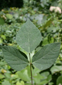 Naked-flowered Tick-trefoil