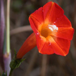 Small Red Morning-glory