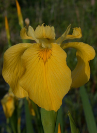 Yellow Iris