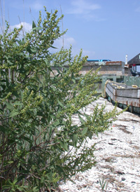 Common Marsh-elder