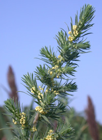 Summer-cypress