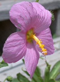 Seashore Mallow