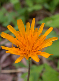 Two-flowered Dwarf-dandelion