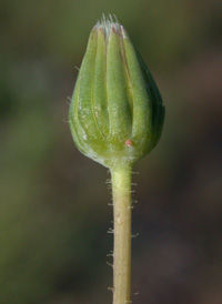 Virginia Dwarf-dandelion