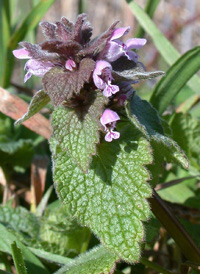 Red Dead-nettle