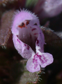 Red Dead-nettle