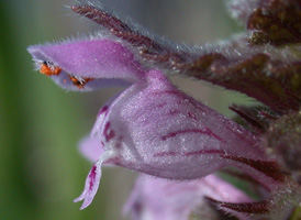 Red Dead-nettle