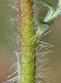 Hairy Pinweed