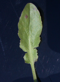 Field Pepperwort