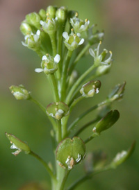 Common Pepperwort