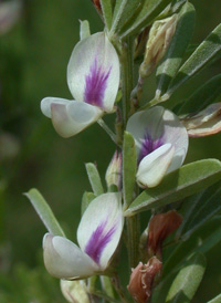 Silky Bush-clover