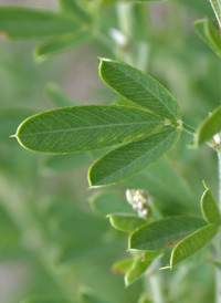 Silky Bush-clover