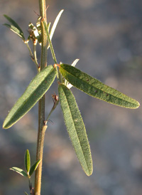 Slender Bush-clover