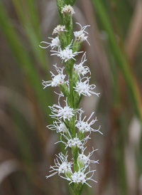 Shaggy Blazing Star