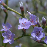 Carolina Sea-lavender