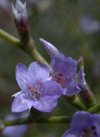 Carolina Sea-lavender