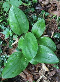 Lily-leaved Twayblade