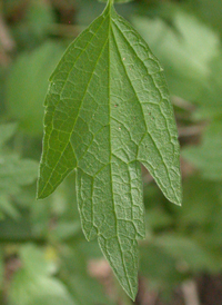 Motherwort