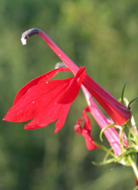 Cardinal-flower