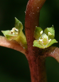 Common Water-purslane