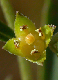 Globe-fruited Primrose-willow