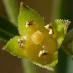 Globe-fruited Primrose-willow