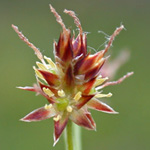 Heath Wood-rush