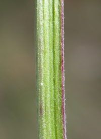 Cut-leaved Water-hound