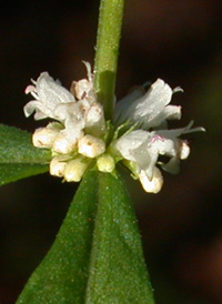 Sessile-leaved Water Horehound