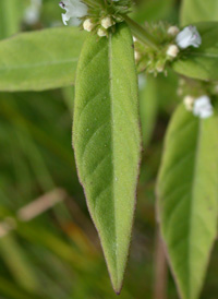 Sessile-leaved Water Horehound