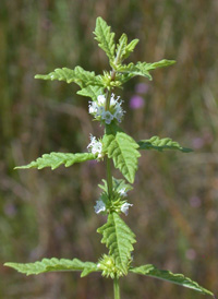 Gipsywort