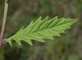 Gipsywort