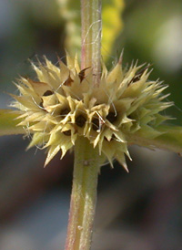 Gipsywort