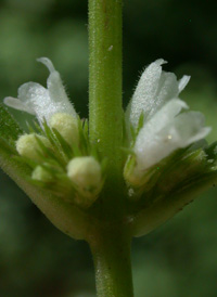 Stalked Water Horehound